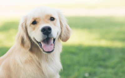 How Adopting a Pet Can Help with Addiction Recovery