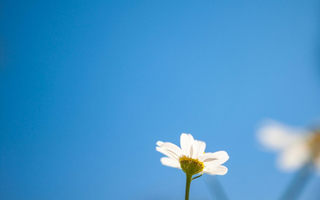 Spring Cleaning Your Mind: Releasing Stress and Embracing Mental Wellness