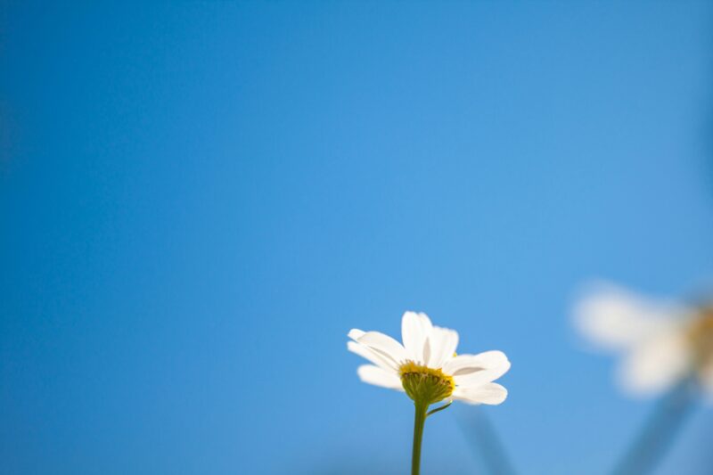 Spring Cleaning Your Mind