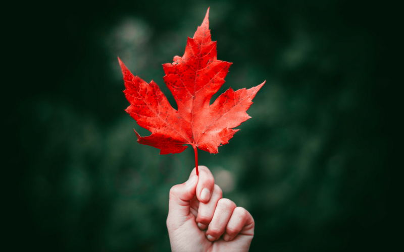 A woman's hand holds a maple leaf against a forested background