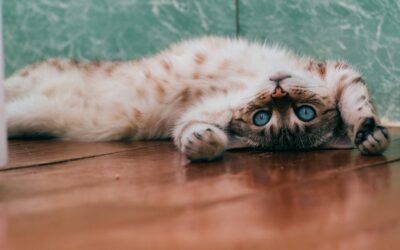 Why Cats Are Great for People in Recovery