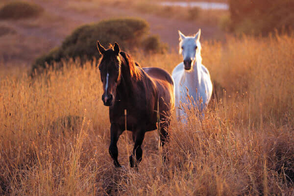 Equine therapy treats emotional problems with addiction